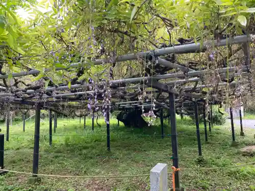 大澤山　龍藏寺の自然
