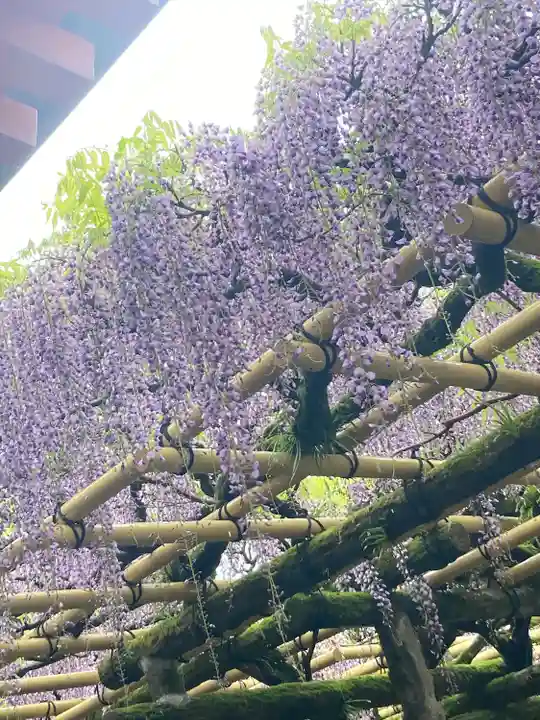 春日大社の自然