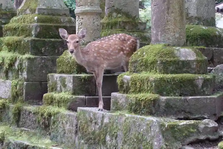 春日大社の動物