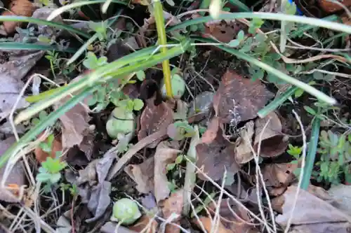 高司神社〜むすびの神の鎮まる社〜の自然