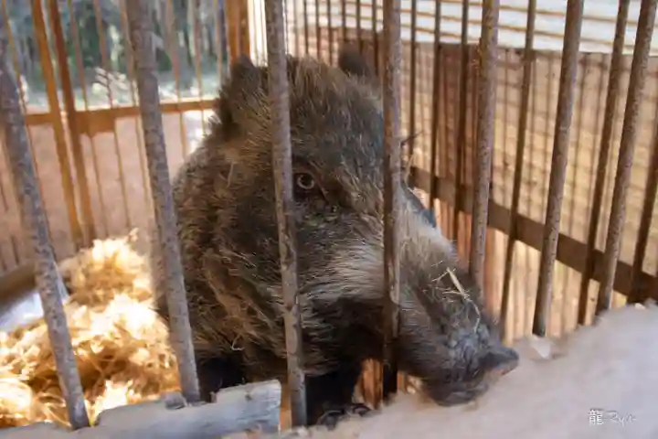 坪沼八幡神社の動物
