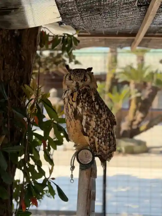宮地嶽神社の{uncategorized: "未分類", other: "その他", undefined: "問題あり", building: "その他建物", grave: "お墓", sacred_gate: "鳥居", guardian: "狛犬", statue: "像", buddha: "仏像", history: "歴史", nature: "自然", garden: "庭園", animal: "動物", pagoda: "塔", temizu: "手水舎", mountain_gate: "山門・神門", sanctuary: "本殿・本堂", subordinate: "末社・摂社", art: "芸術", scenery: "景色", jizo: "地蔵", ema: "絵馬", goshuin: "御朱印", omikuji: "おみくじ", items: "授与品その他", amulet: "お守り", goshuincho: "御朱印帳", eats: "食事", festival: "お祭り", votive_dance: "神楽", shichigosan: "七五三参", wedding: "結婚式", experience: "体験その他", initially: "初詣", around: "周辺", anti_infection: "感染症対策"}