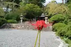 観心寺の自然