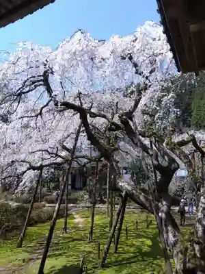 西雲寺(福井県)