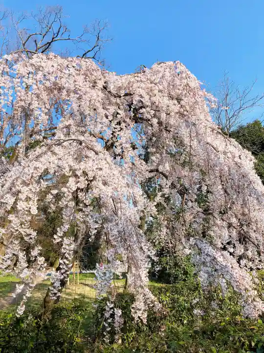 晴明神社の自然