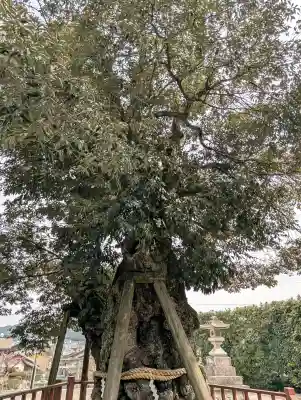 山王宮日吉神社の{uncategorized: "未分類", other: "その他", undefined: "問題あり", building: "その他建物", grave: "お墓", sacred_gate: "鳥居", guardian: "狛犬", statue: "像", buddha: "仏像", history: "歴史", nature: "自然", garden: "庭園", animal: "動物", pagoda: "塔", temizu: "手水舎", mountain_gate: "山門・神門", sanctuary: "本殿・本堂", subordinate: "末社・摂社", art: "芸術", scenery: "景色", jizo: "地蔵", ema: "絵馬", goshuin: "御朱印", omikuji: "おみくじ", items: "授与品その他", amulet: "お守り", goshuincho: "御朱印帳", eats: "食事", festival: "お祭り", votive_dance: "神楽", shichigosan: "七五三参", wedding: "結婚式", experience: "体験その他", initially: "初詣", around: "周辺", anti_infection: "感染症対策"}