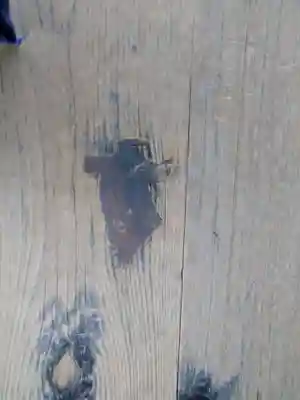 本願寺（西本願寺）(京都府)