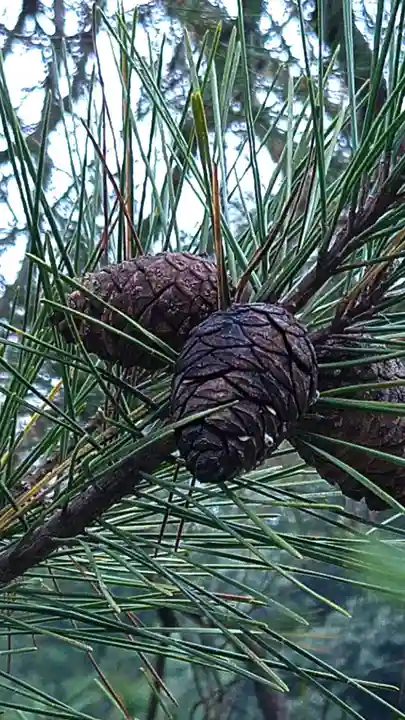 大正天皇多摩陵(東京都)