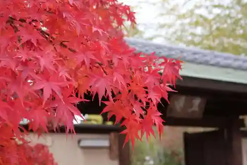 専稱寺(大阪府)