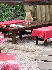 江島神社の動物