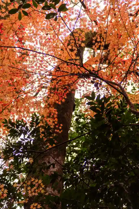 宇佐神宮(大分県)