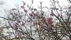 平野神社の自然