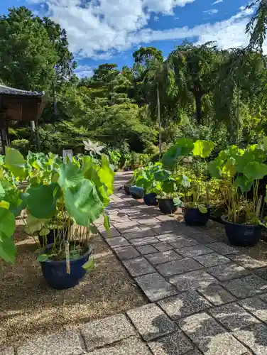 法金剛院(京都府)