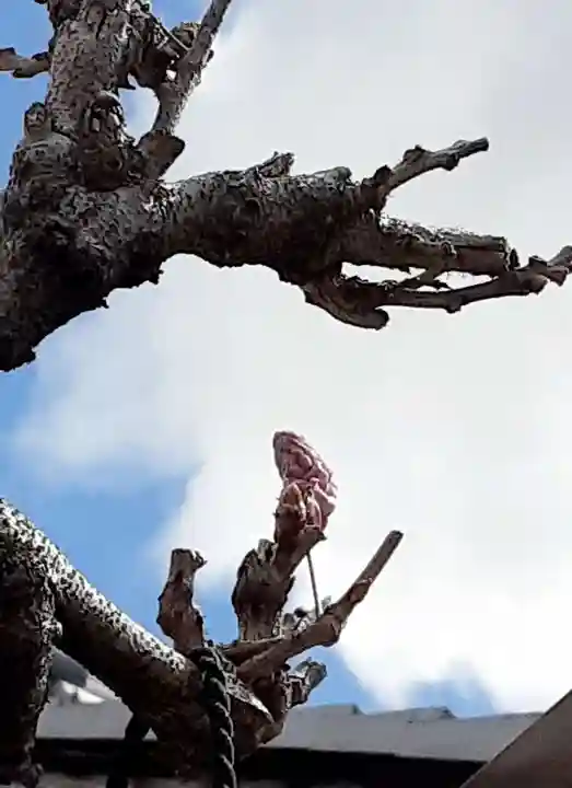 西方山極楽寺(岐阜県)