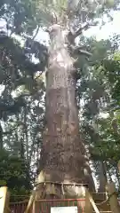 麻賀多神社の自然