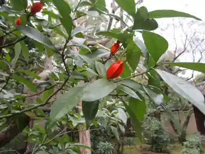 大光院(京都府)