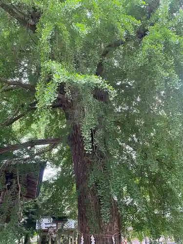 今宮神社(栃木県)