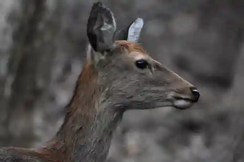 大山阿夫利神社の動物