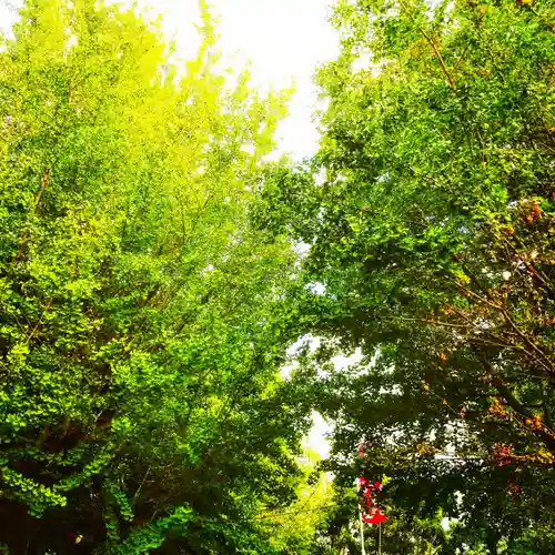 市谷亀岡八幡宮の自然