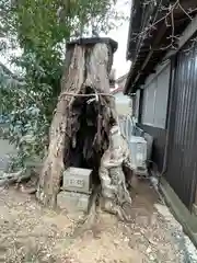 八幡神社の自然