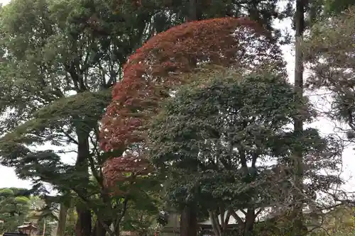 高麗神社の庭園