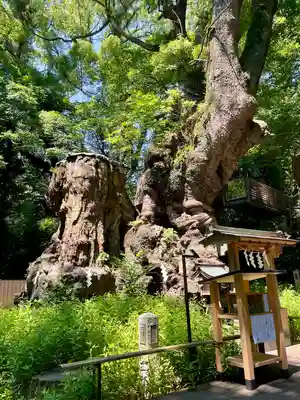 來宮神社(静岡県)