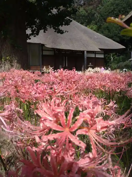 横浜 西方寺の自然