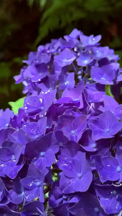 柳谷観音 楊谷寺(京都府)