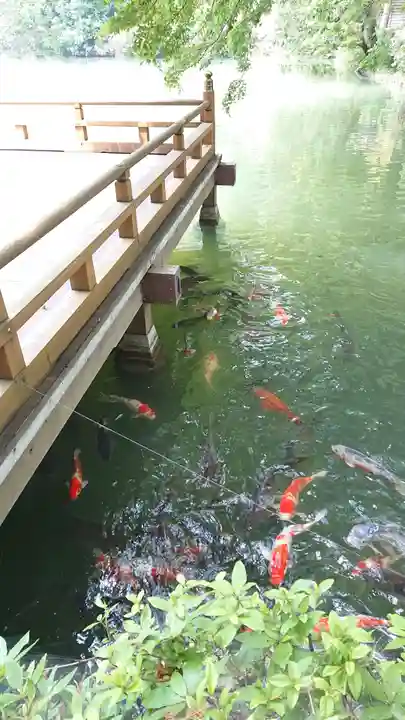 高鴨神社の動物