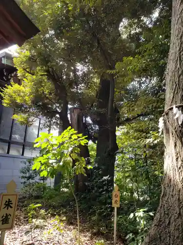 須天熊野神社の自然