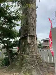 熊野大神社の自然