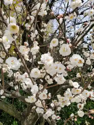 下野 星宮神社の自然