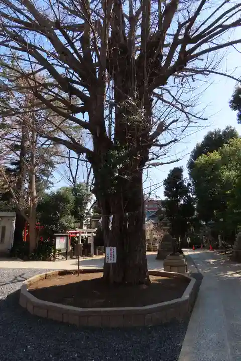 鳩森八幡神社の自然