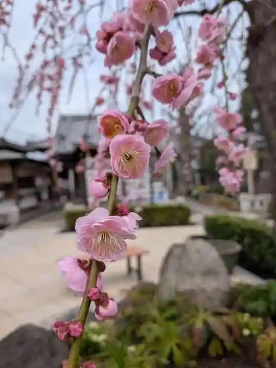 常性寺(東京都)