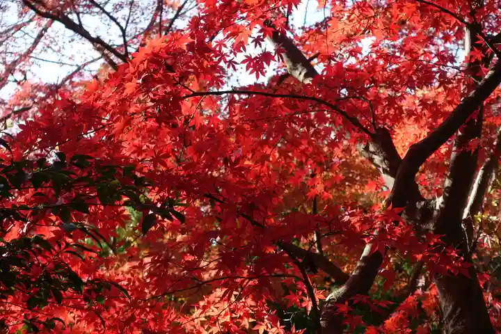 唐澤山神社(栃木県)