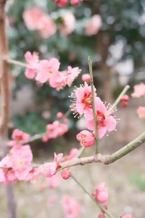 御霊神社(奈良県)
