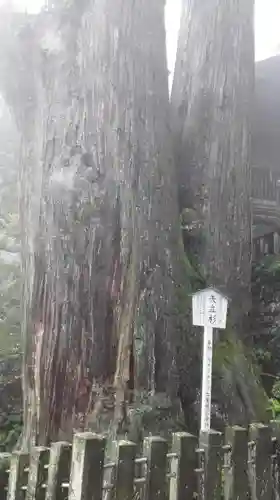 榛名神社の自然