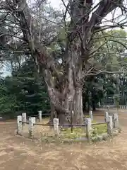 赤坂氷川神社(東京都)