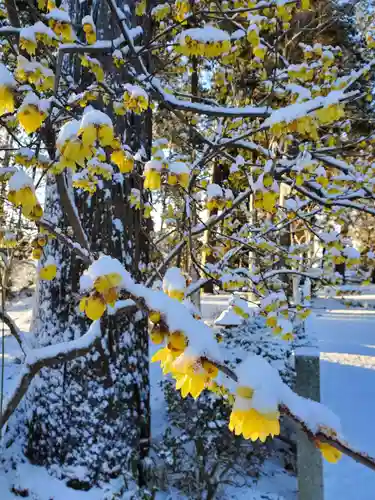 沙沙貴神社の自然
