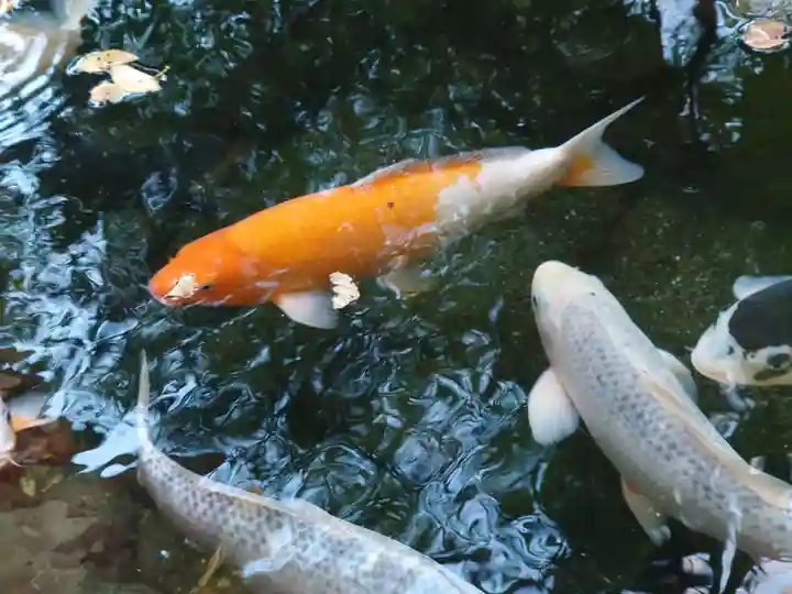 秩父神社(埼玉県)