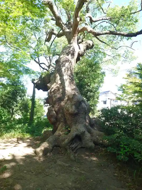 薦神社(大分県)