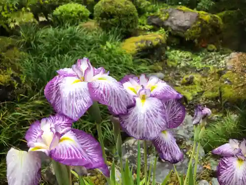 三室戸寺の庭園