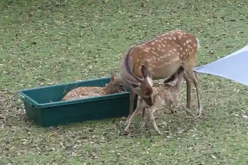 春日大社の動物