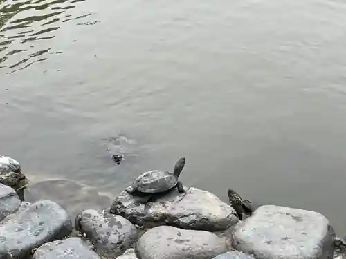 鶴岡八幡宮の動物