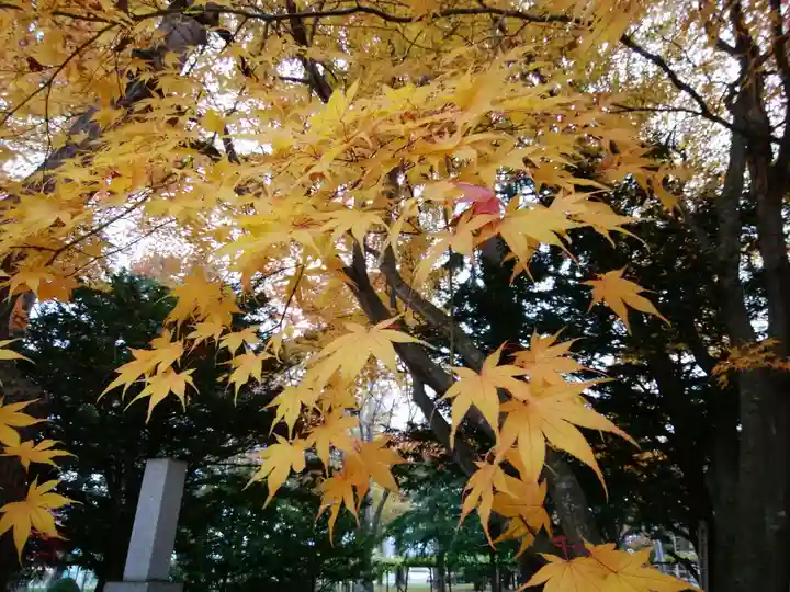 上湧別神社の自然