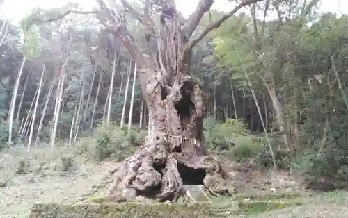 武雄神社の自然