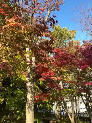 茅ヶ崎杉山神社の自然
