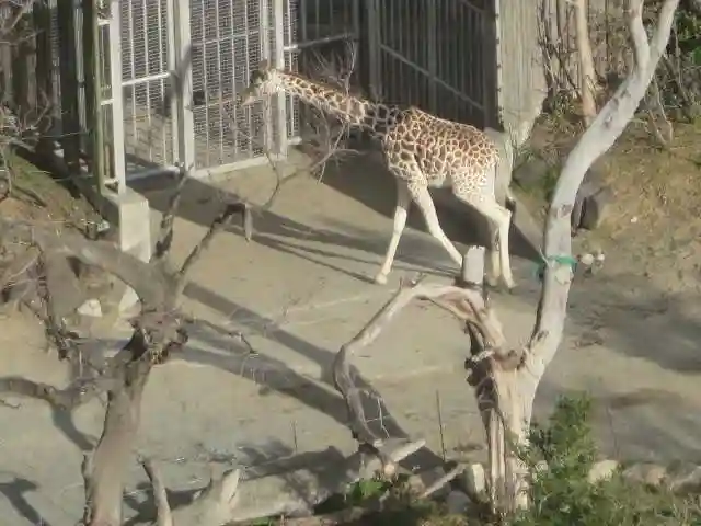 ビリケン神社の動物