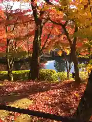 禅林寺（永観堂）の自然