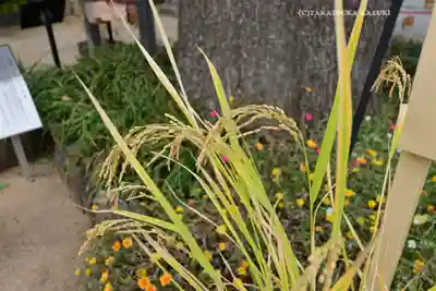 川越八幡宮(埼玉県)